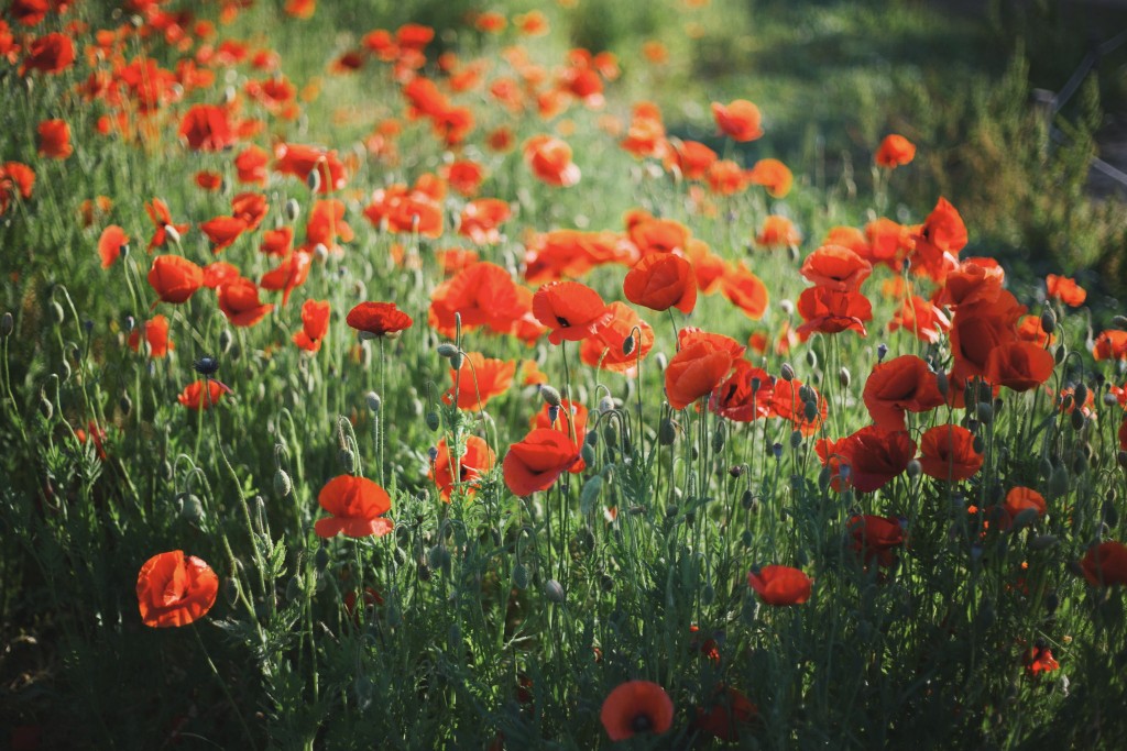 Photo by Ke Chean Neoh. 2015 Spring. Sangdong Lake Park. All Rights Reserved. 