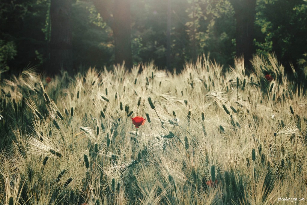bucheon sangdong lake park