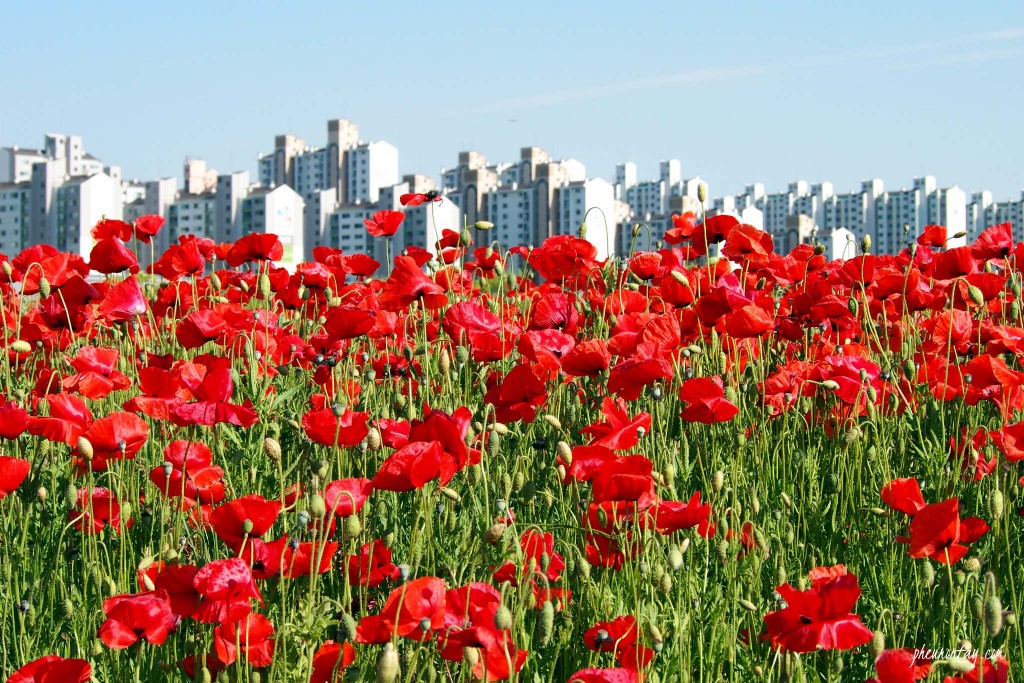 wild poppies korea 