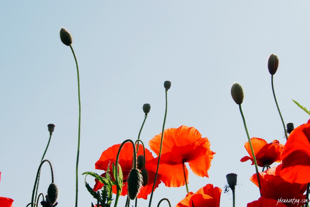 wild poppies korea