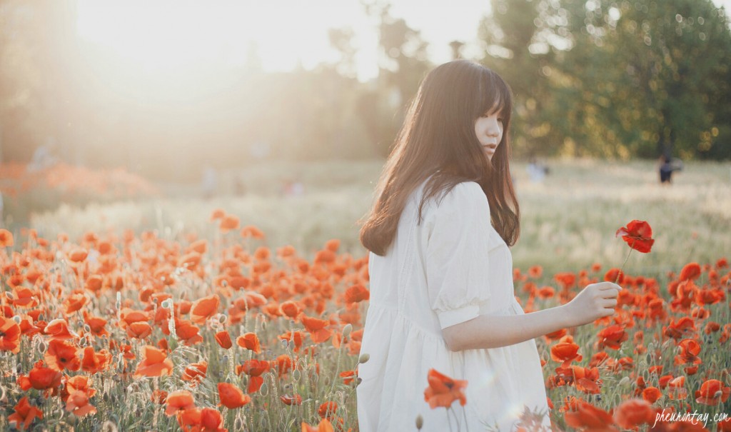 bucheon wild poppies 9
