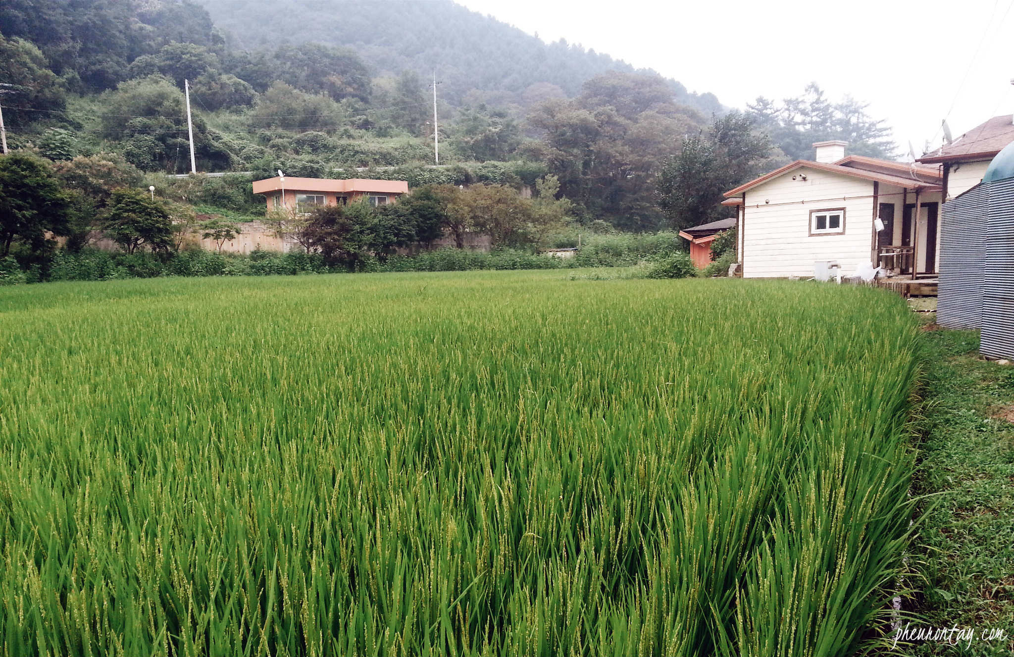 farm stay in korea. chuncheon