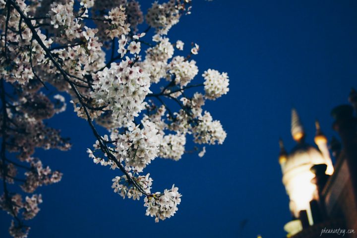 night cherry blossom seoul