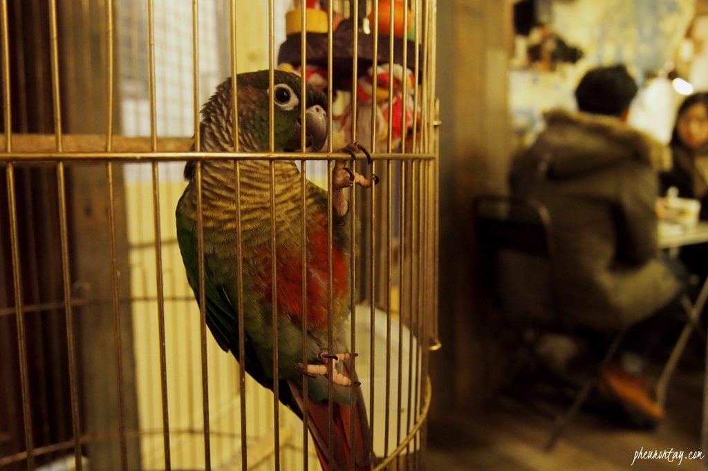 parrot at coffee hanyak-bang 