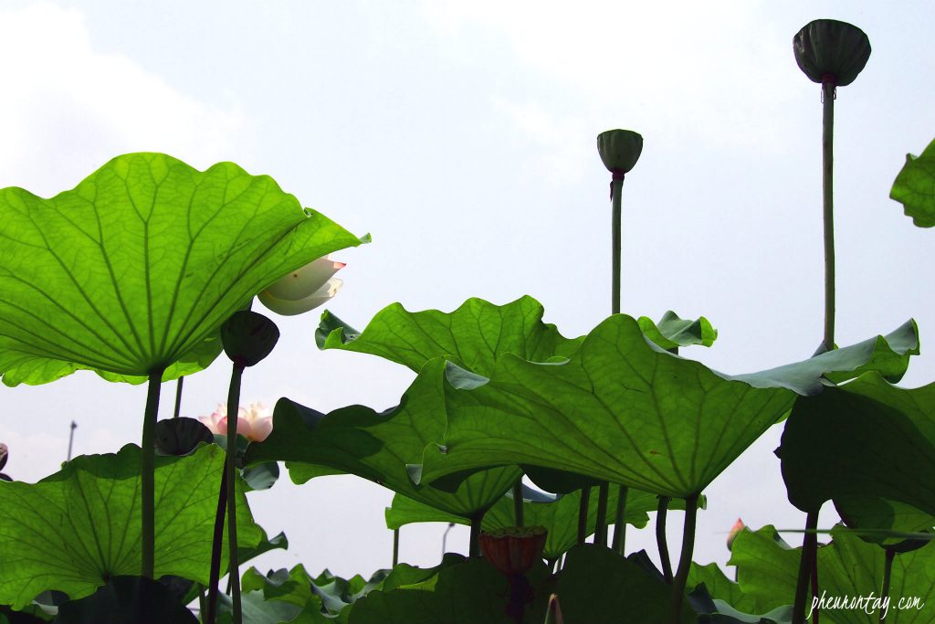 saemiwon dumulmeori yangsuri 