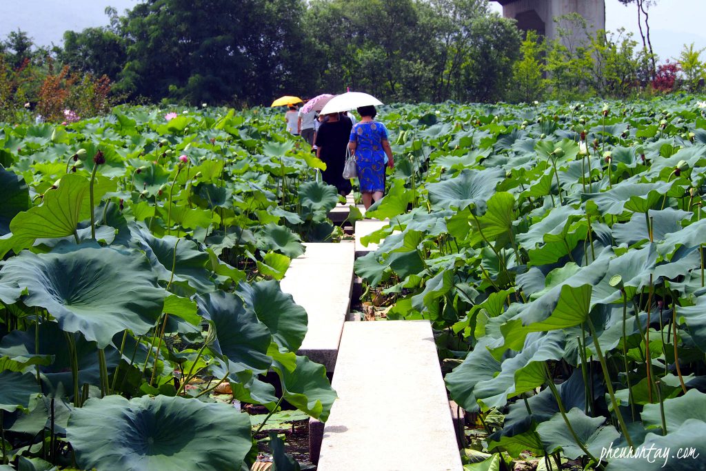 saemiwon dumulmeori yangsuri