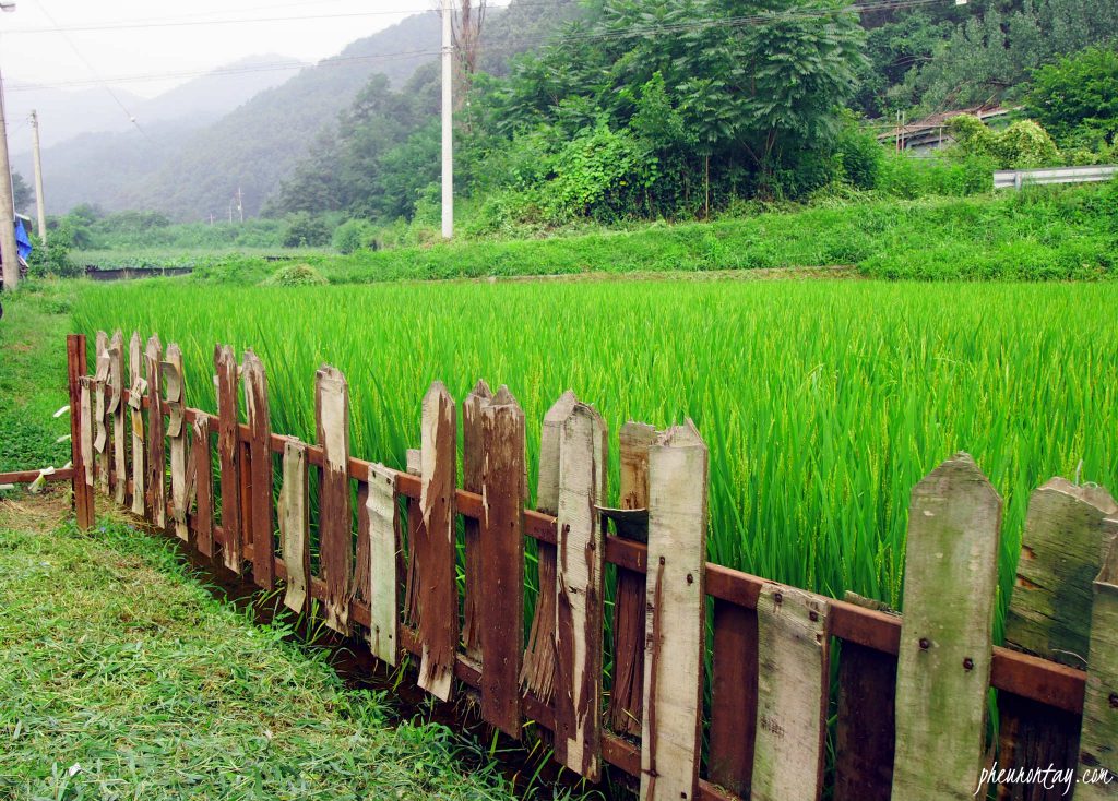 chuncheon farming experience 