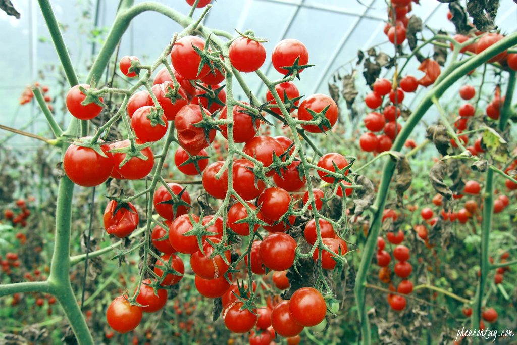 plucking cherry tomatoes, korea farm tour 