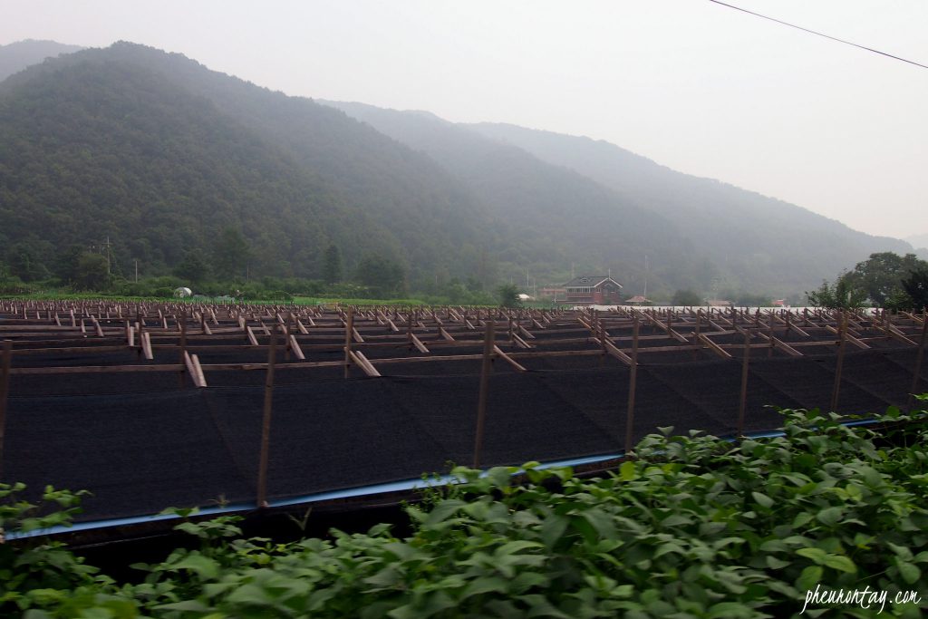 chuncheon farming tour 