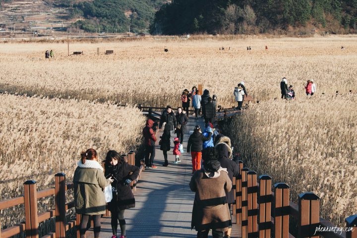 suncheon bay